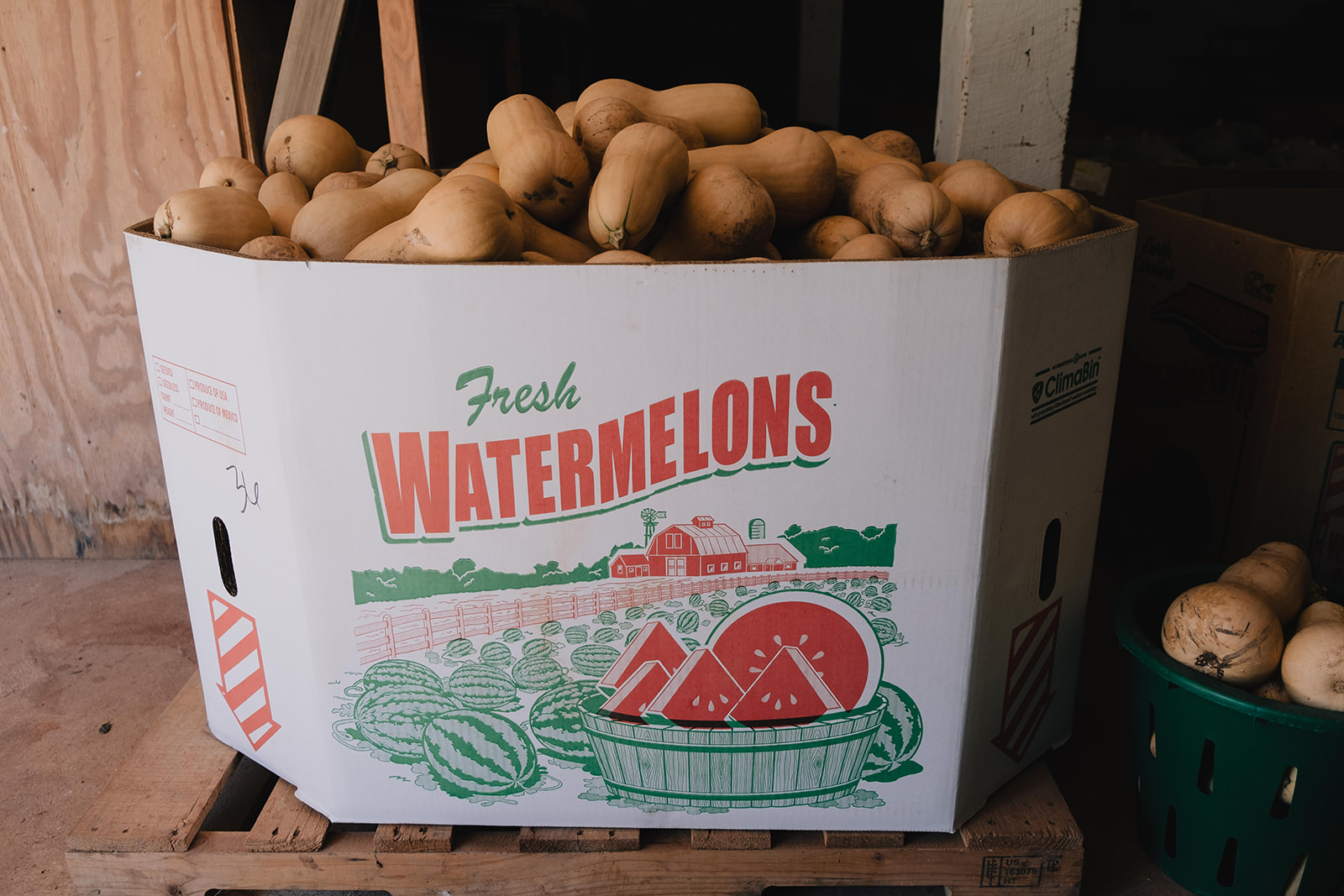 squash in a watermelon box